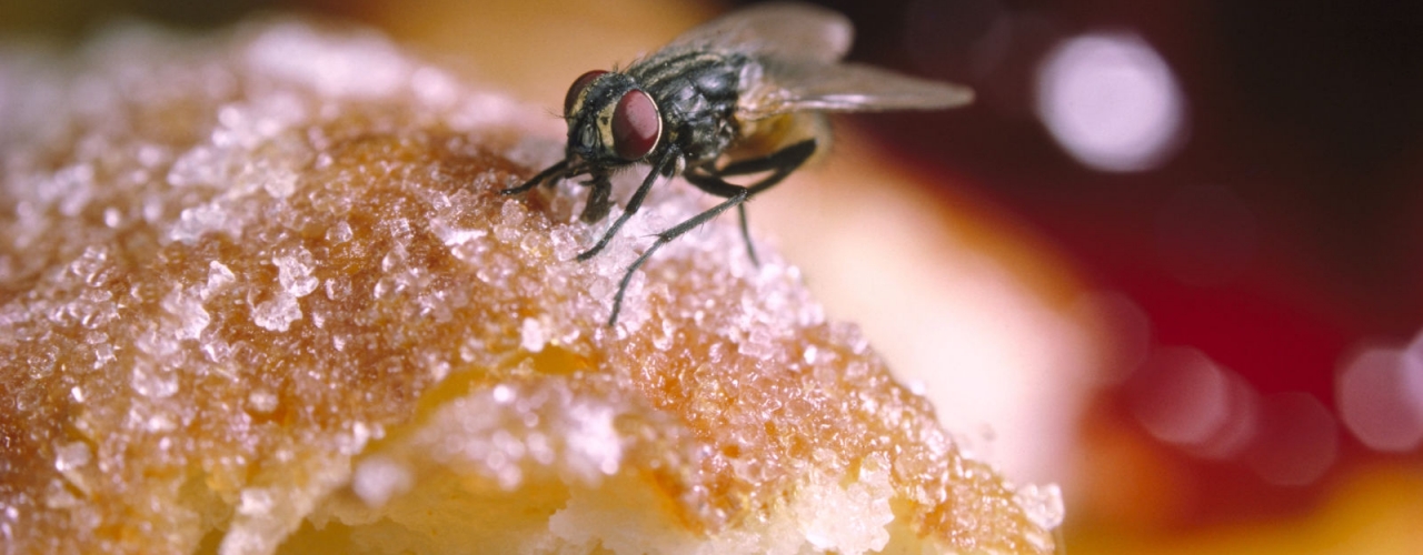 Curiosidade: O que realmente acontece quando a mosca pousa na comida?