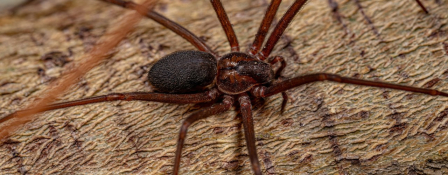 Os perigos das aranhas peçonhentas no ambiente urbano