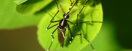 Além do Aedes aegypti, existe outro mosquito que transmite a dengue?