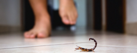 Conheça o perigo dos escorpiões no ambiente urbano