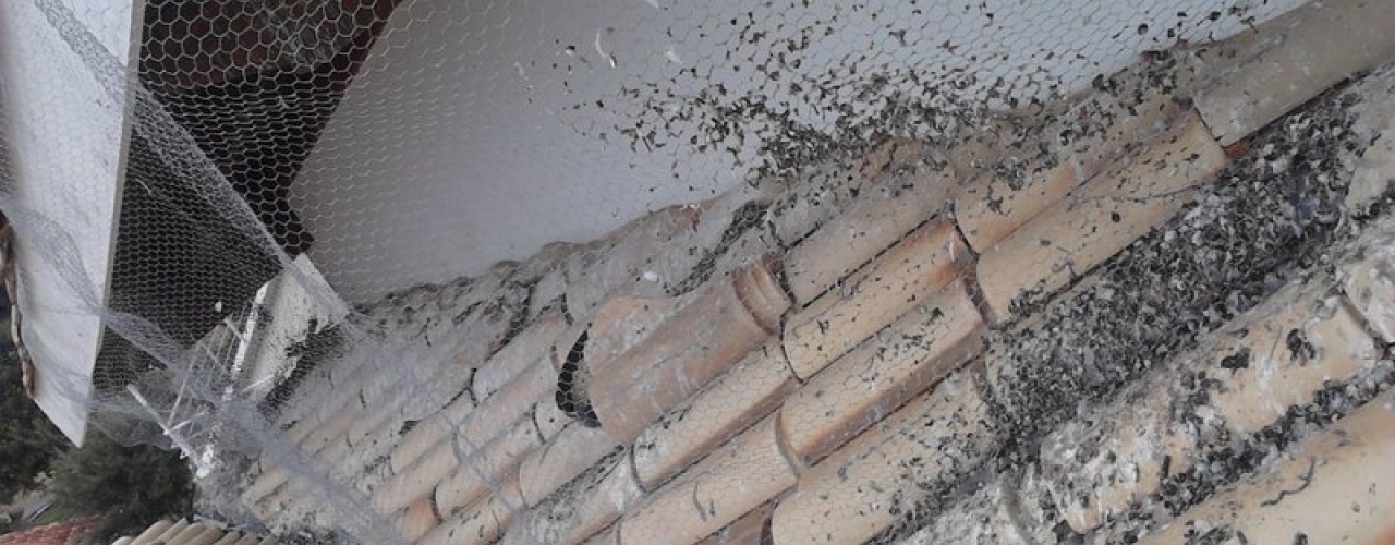 Casal em desespero já  queimou até móveis para tentar eliminar ácaros deixados por pombos em casa