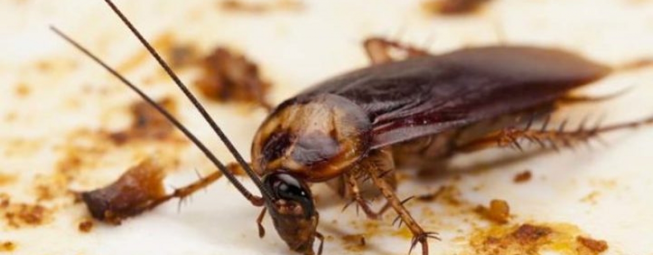 O que aconteceria se as baratas do mundo fossem extintas?