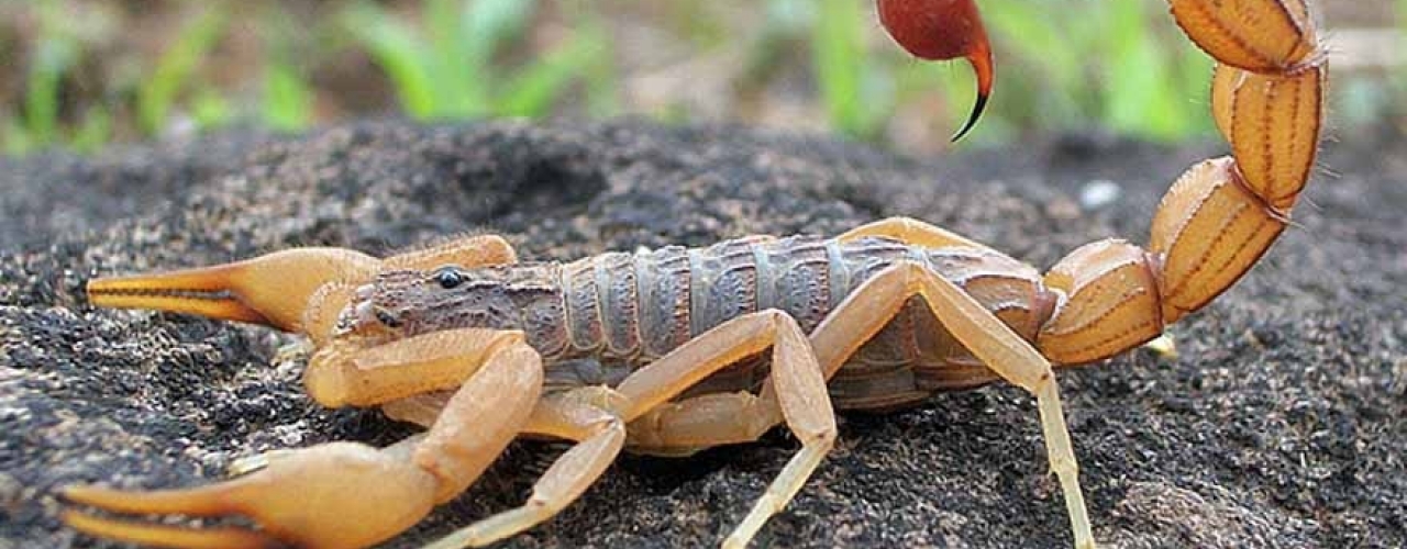 Acidentes com animais peçonhentos: o perigo mora ao lado.