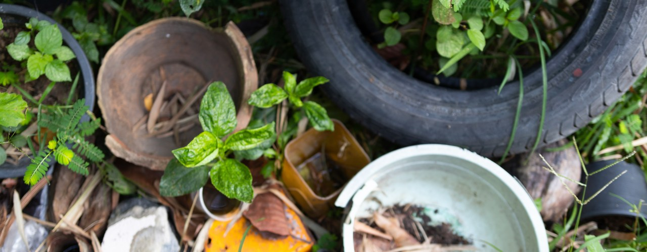 Quais as principais formas de prevenção contra o mosquito Aedes aegypti?