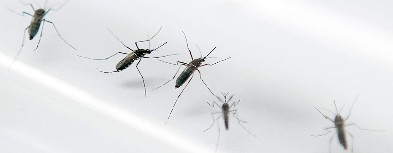 Mosquito da dengue