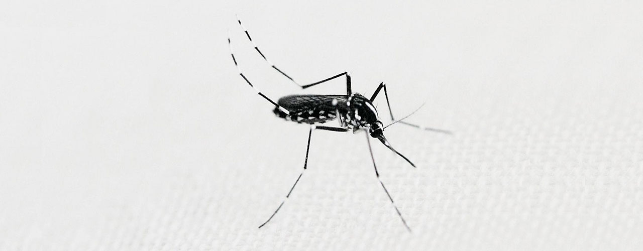 Mosquito da dengue