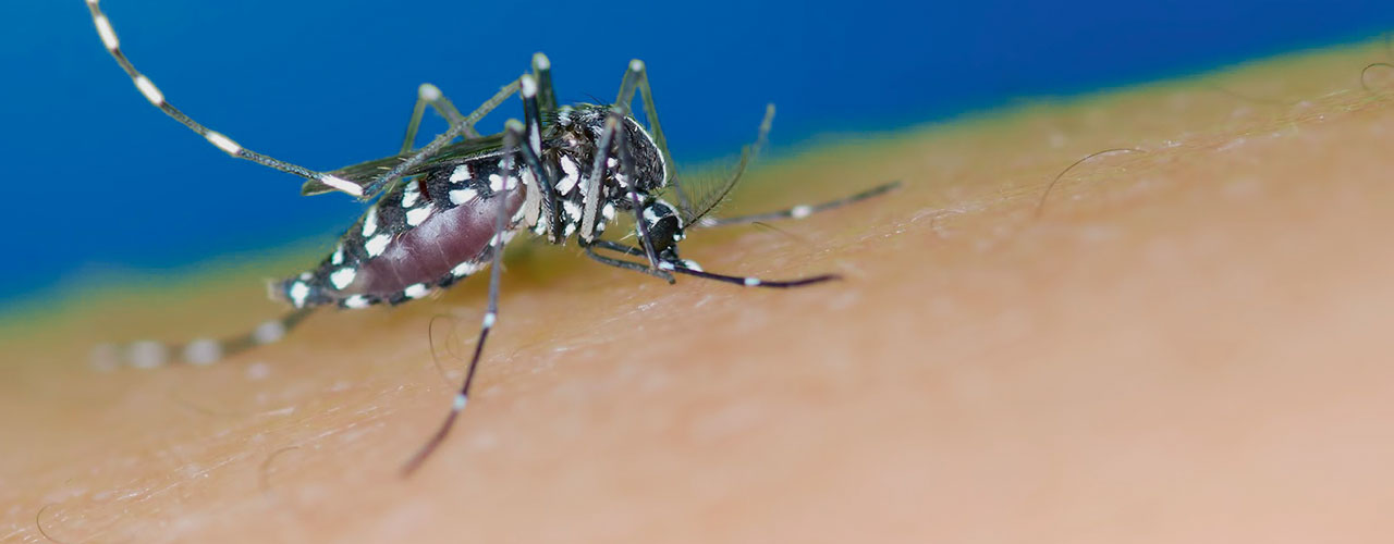 Mosquito da dengue