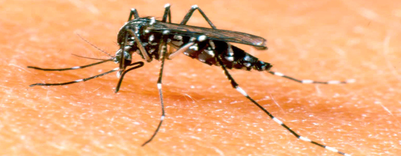 Mosquito da dengue