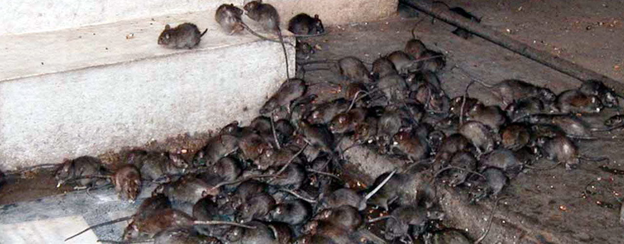 Resultado de imagem para imagem para ninho de ratos